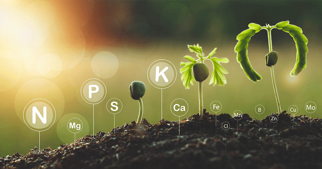 The Hidden Power in Plants: What are Phytochemicals and Phytonutrients?
