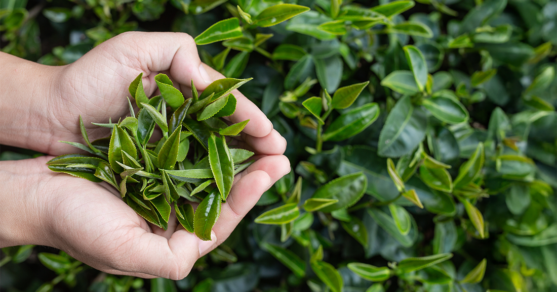 The Ultimate Metabolism Booster: Why Green Tea Extract Is Your Health Ally