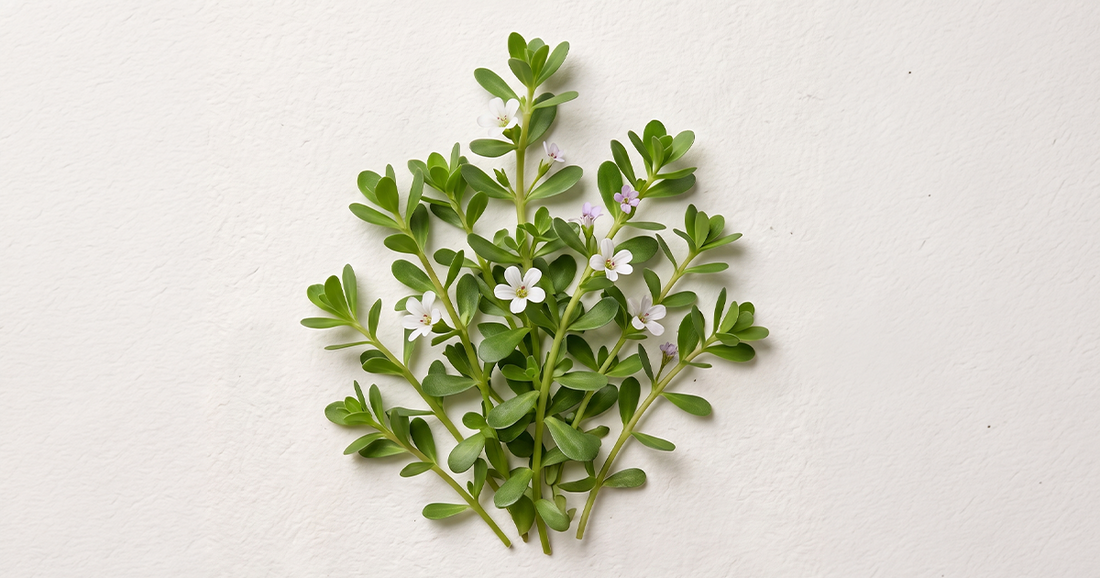 Brahmi for Brain Health: What the Evidence Actually Says