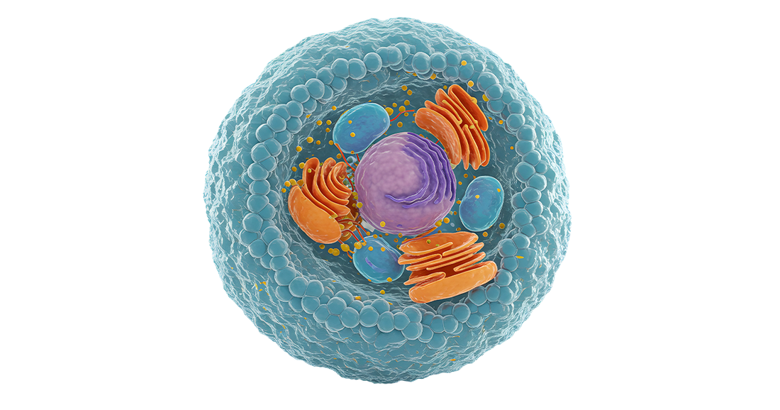 The Cellular Bodyguard: Selenium’s Role in Detoxification and Thyroid Health