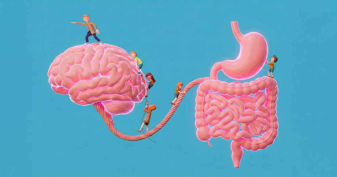 The Gut-Brain Connection: Why Probiotics Are Critical for Mood and Immunity
